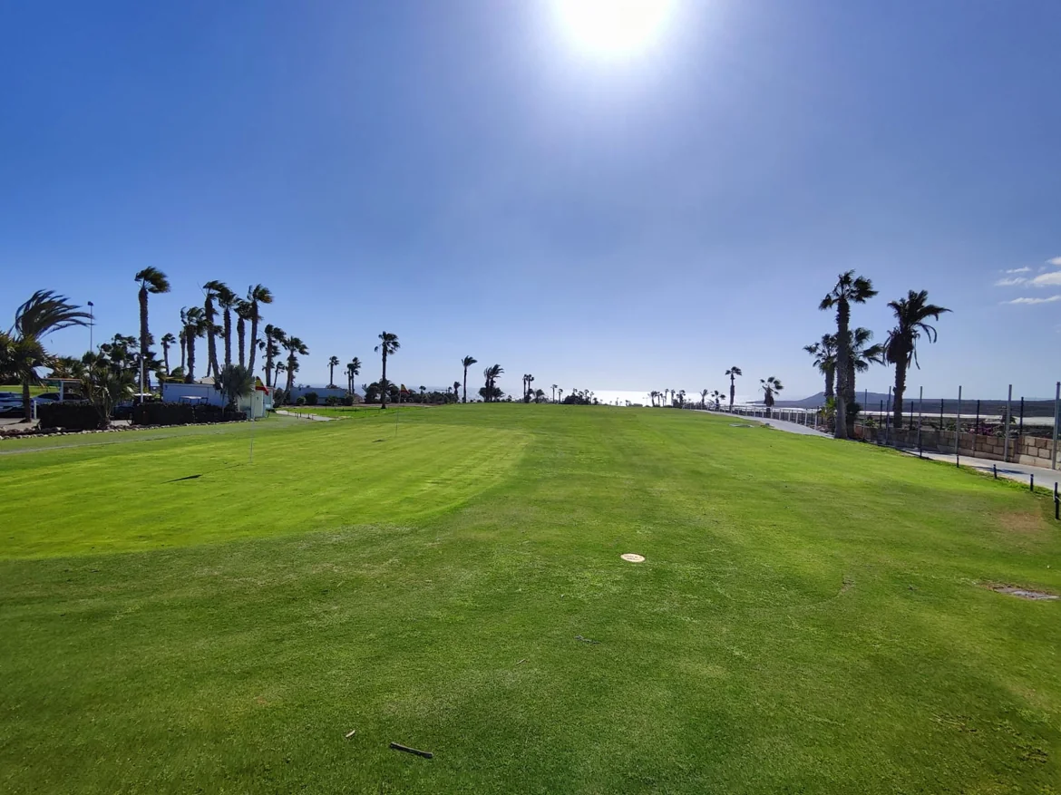 Sunny golf course with palm trees and blue sky.