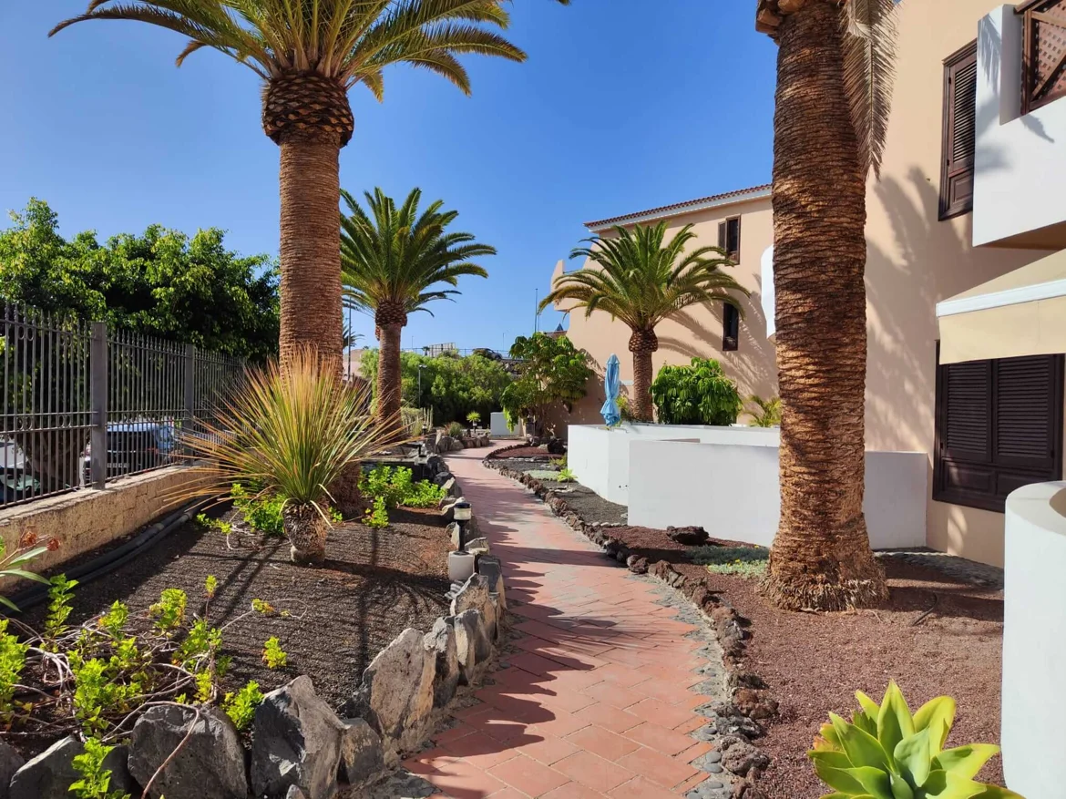 Pathway lined with palm trees and shrubs